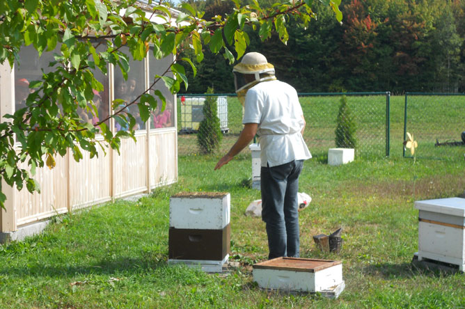 Group of people inside the gazebo, observing the beekeeper and his hives outside.