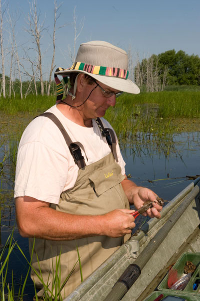 A man places a band around the leg of a Black Tern Chick.