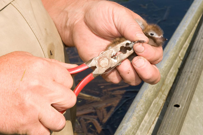 Close-up of a Black Tern chick being banded.