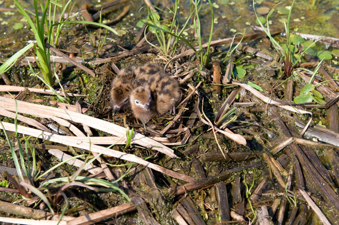 Trois oisillons de Guifette noire dans leur nid