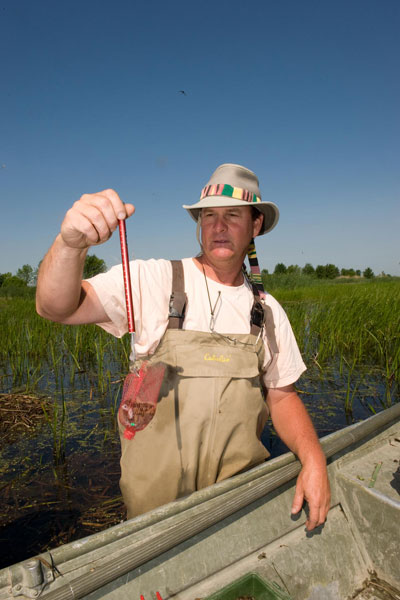 A man weighs a Black Tern chick in a net.