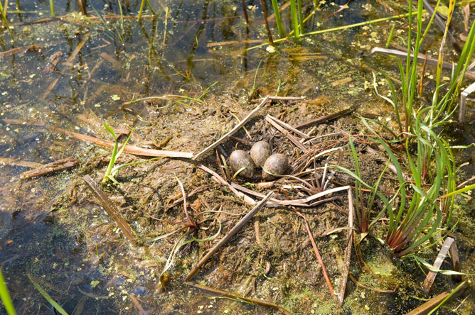 Three Black Tern eggs in a nest