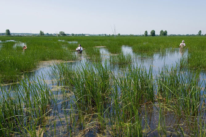 A woman and two men walk through a marsh.