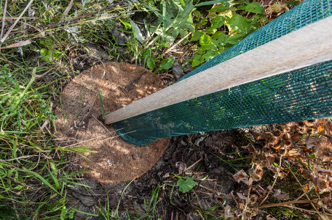 Coconut mulch and green protective netting