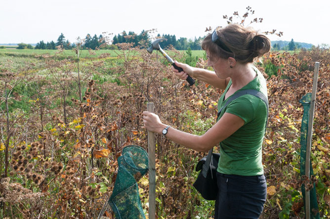 Manon Couture hammers a stake into a field.