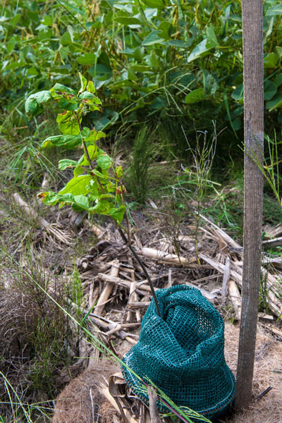 White ash sapling with protective netting around its trunk