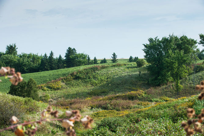 A variety of plants grow along the ravine of David-Houle Stream