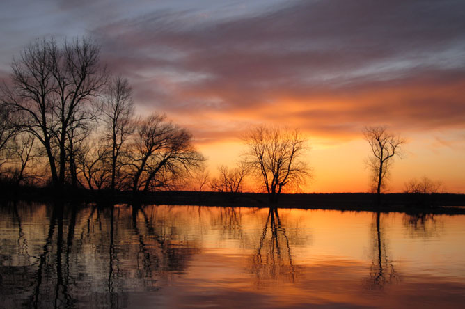 Silhouettes d'arbres se détachant sur un ciel orangé