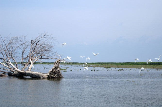 Many Great Egrets flying over Lake Saint-Pierre.