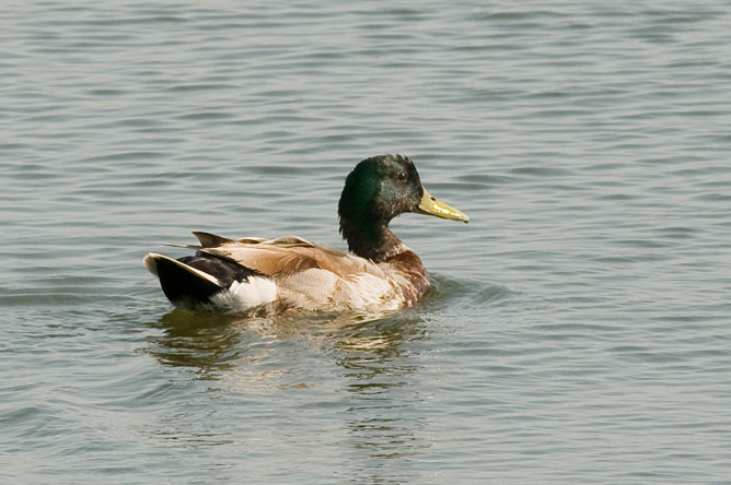 Male Mallard swimming in a pond.