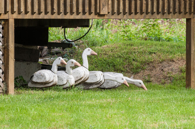 Five sculptures representing Snow Geese.