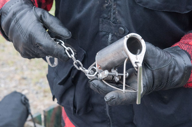 Close-up of a leg-hold trap