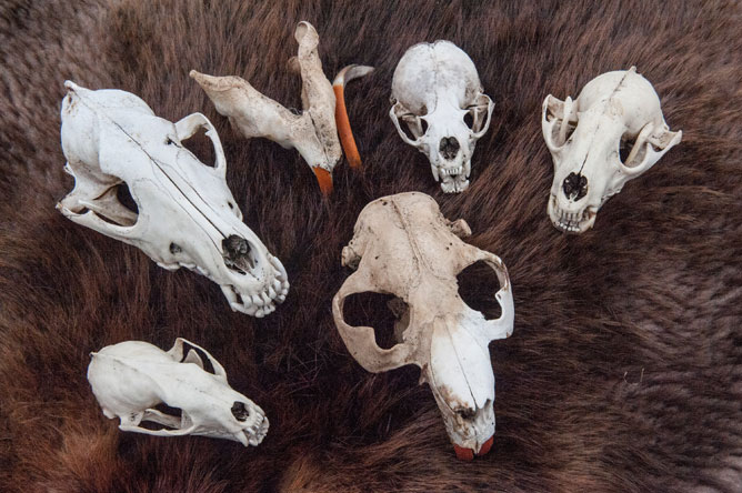 Skulls of various animals displayed on a beaver pelt.
