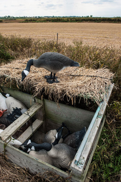 A Canada Goose decoy on the top of a hunting blind  and several others inside