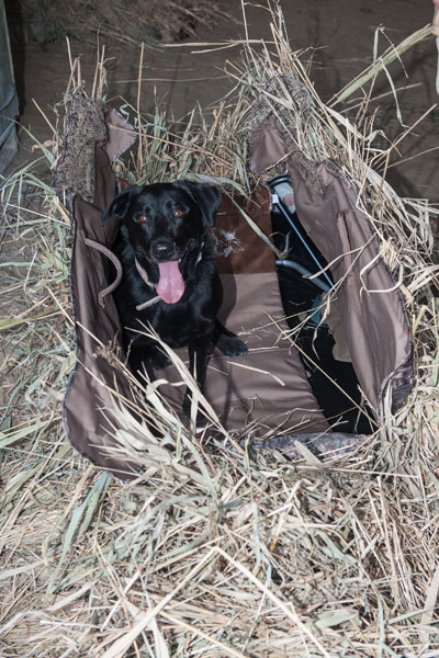 Black Labrador Retriever lying in a blind. 