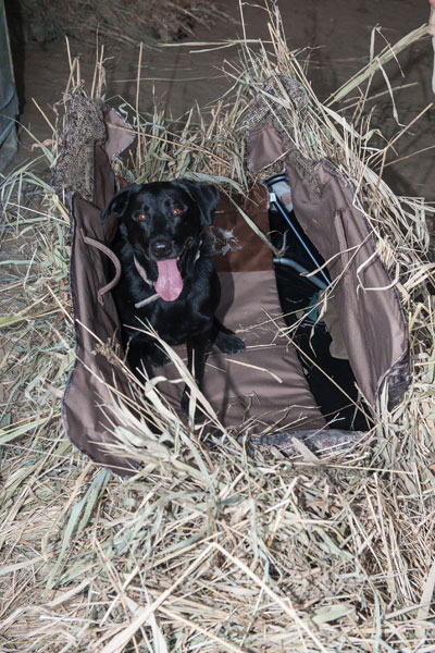 Chien labrador noir couché dans une cache.