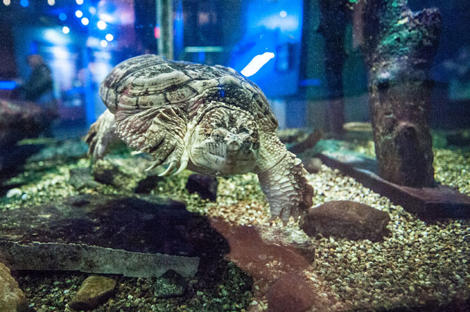 Side view of a large Snapping Turtle swimming near the bottom of an aquarium.