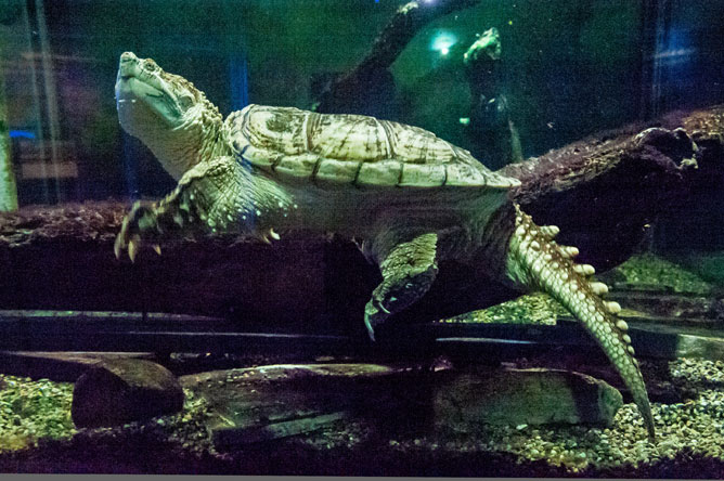 Side view of a Snapping Turtle, showing the line of triangular scales on its long tail.