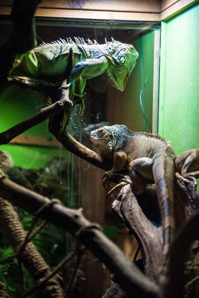 Two iguanas on a branch in a vivarium