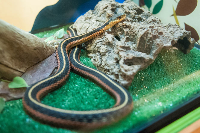 Garter Snake slithering along the floor of a vivarium.