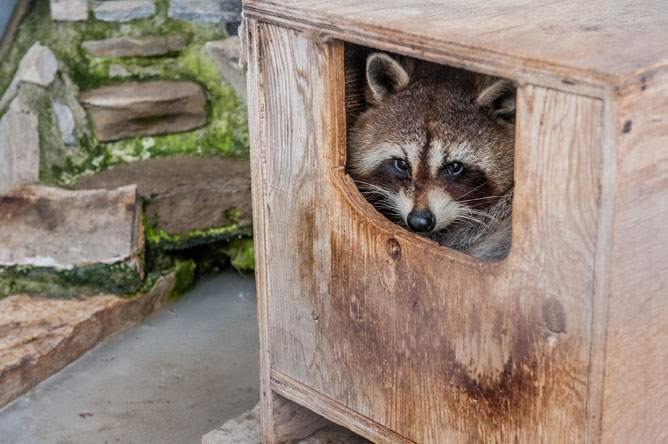 Face of a raccoon seen through the opening of a wooden hutch in an outdoor pen.
