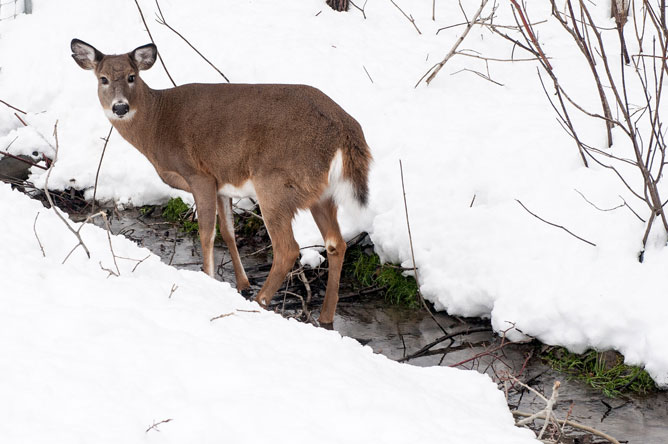 A White-Tailed Deer walks through a stream in its pen in winter.
