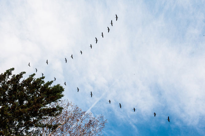 Treetops and flight of Canada Geese in a V formation over Odanak
