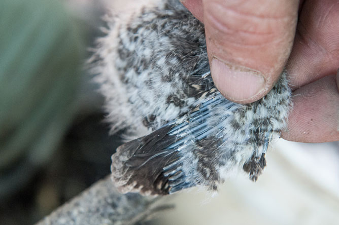Vue rapprochée d'une aile d'un oisillon de Petit-duc maculé