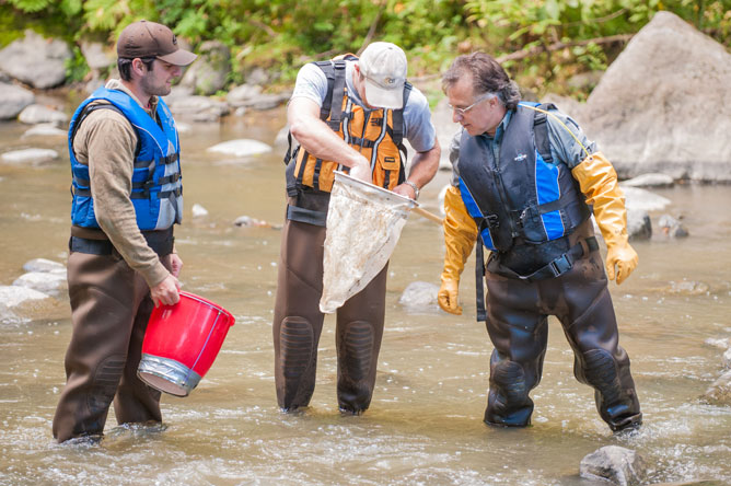 Trois hommes debout au milieu d'une rivière examinant les macroinvertébrés dans un filet.