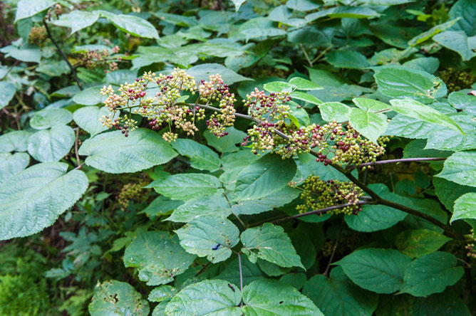 Aralie à grappes avec ses fruits pourpres.