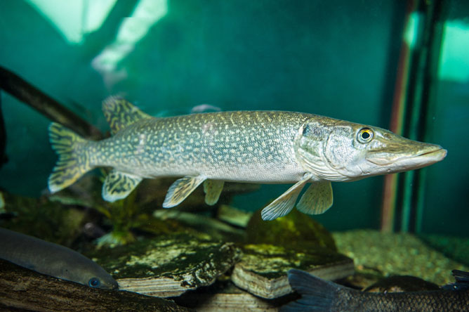 Northern Pike swimming near the bottom of an aquarium.