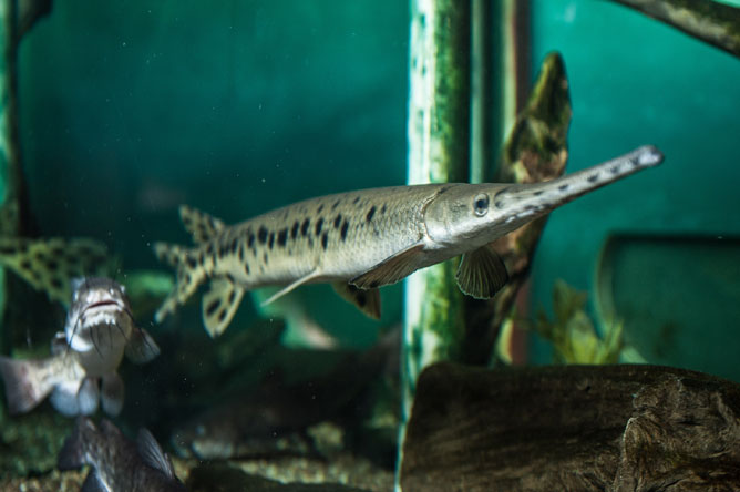 Longnose Gar and Brown Bullhead swimming in an aquarium.