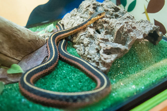 Couleuvre rayée se déplaçant sur le sol d'un vivarium.