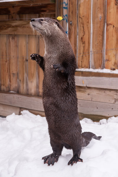 Une loutre se tenant debout sur ses deux pattes arrière dans son enclos en hiver.