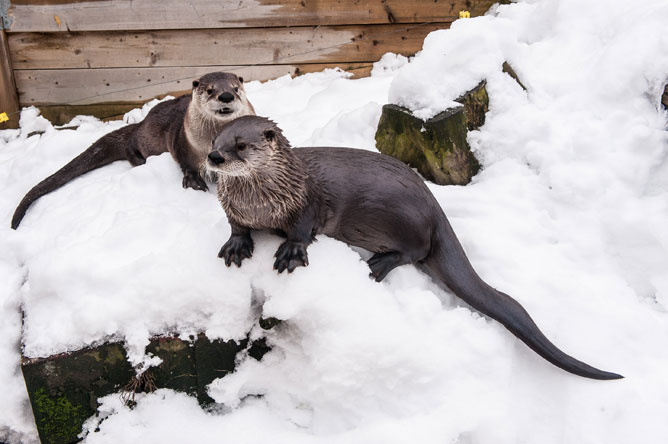 Two otters running in the snow in their enclosure in winter.