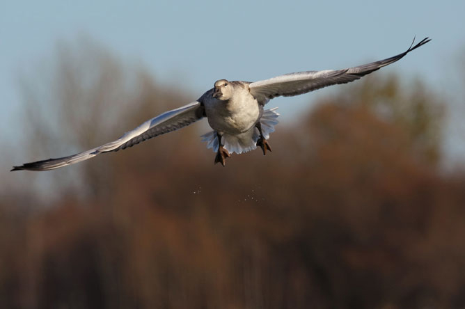 Close-up of a Greater Snow Goose in flight