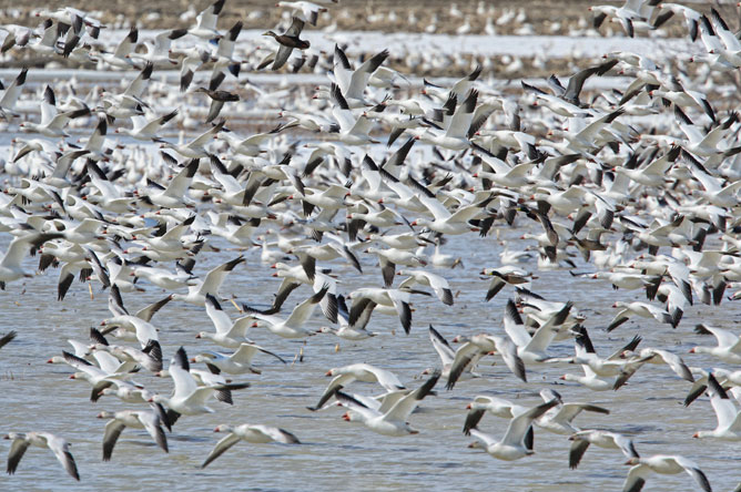 An impressive number of Greater Snow Geese flying over the waters of Baie-du-Febvre.