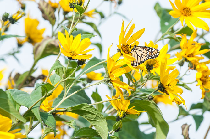 Papillon monarque butinant sur une fleur de topinambour.