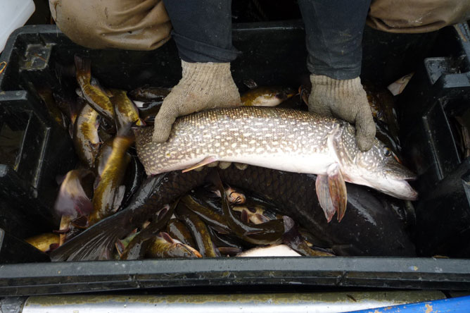 Deux mains tenant un brochet au-dessus d'un bac rempli de poissons.